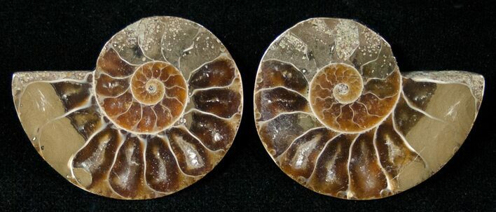 Small Desmoceras Ammonite Pair - #15044